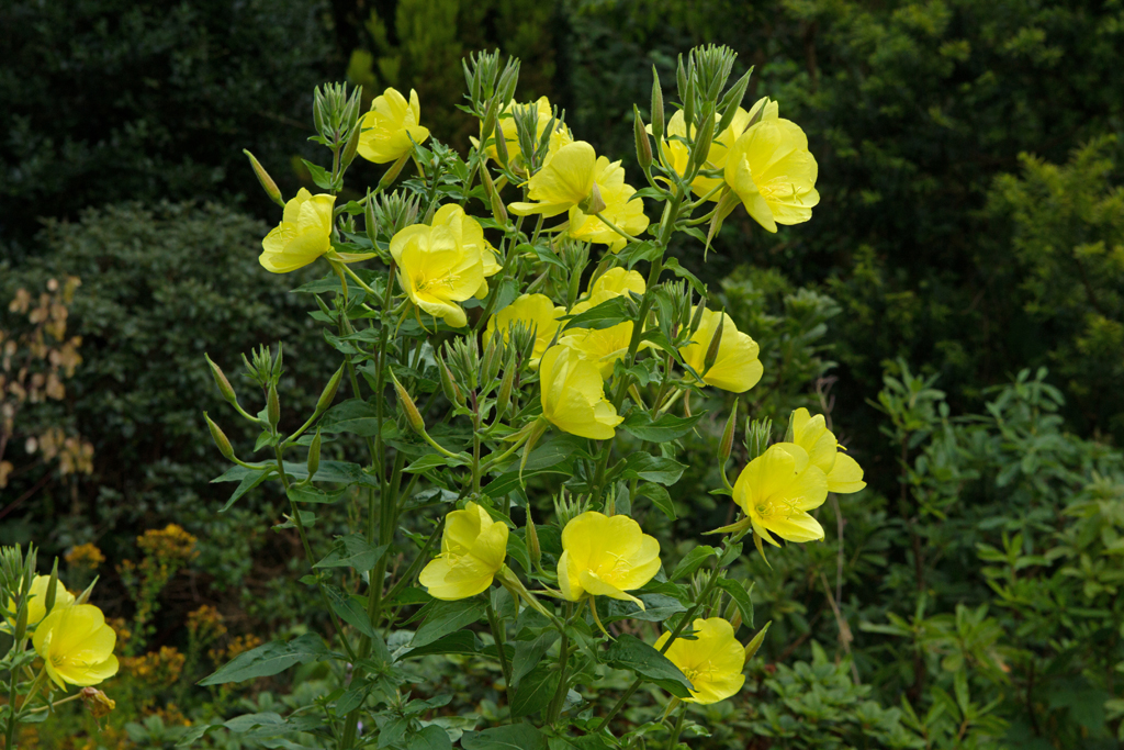 Oenothera Teunisbloem Evening Primrose